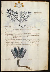 Cod. CCXXXVII Artemisia and lapparium, medicinal plants from a 