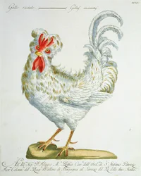 Curly-Haired Cockerel, c.1767-76