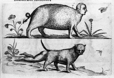 Different types of human monsters: the manticore, a cat with child legs. Engraving from 