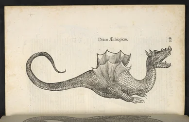 Ethiopian Dragon, 