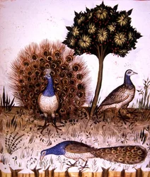 Fol. 70r Peacocks, illustration from 
