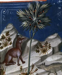 Fox and a wolf, illustration from Codex Justianus, 1350