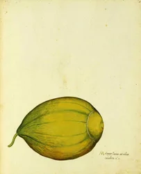 Heirloom Squash by Ulisse Aldrovandi