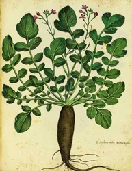 Long Black Radish by Ulisse Aldrovandi