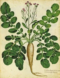 Long White Radish by Ulisse Aldrovandi