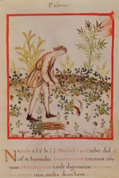 Harvesting Parsnips and Carrots, from 