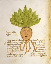 Herba Capud Johannis Mazor