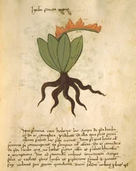 Herba Santa Maria, from Liber Herbarius una cum rationibus conficiendi medicamenta by Orgione Rizzardo