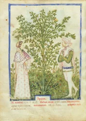 Celery, from Tacuinum Sanitatis