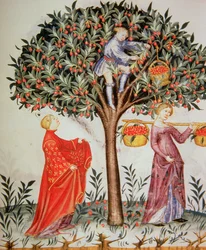 Picking Cherries, from the Tacuinum Sanitatis Codex Vindobonensis