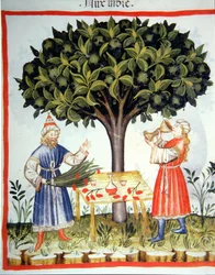 Gathering Nutmeg, from Tacuinum Sanitatis