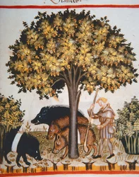 Harvesting Acorns, from Tacuinum Sanitatis Codex Vindobonensis
