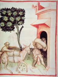 Olive oil: transporting the olives, from Tacuinum Sanitatis