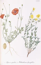 Papaver Apulum and Helianthemum Hyssopifolum