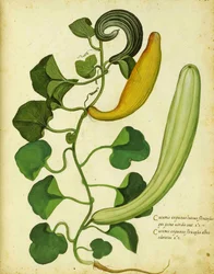 Snake Gourd by Ulisse Aldrovandi