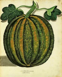 Squash by Ulisse Aldrovandi, Plate Published in Piante Fiori Frutti