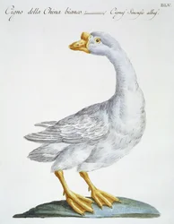 Swan, c.1767-76
