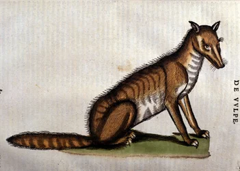 The Fox, illustration from Historia Animalium by Conrad Gesner, 1560