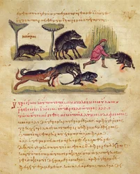 Treatise on the Boar: Life, Mating, Hunting, Illustration from the Cynegetica by Oppian