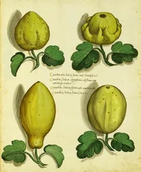 Varieties of Heirloom Squash by Ulisse Aldrovandi