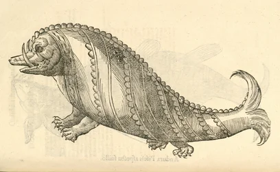 Illustration of Aper Marinus Cetaceus from Aldrovandi
