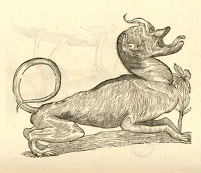 Illustration of Canis monstroso capite from Aldrovandi