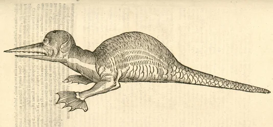 Illustration of Draco marinus monophthalmos bipes from Aldrovandi