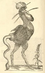 Illustration of Gallus monstrosus from Aldrovandi