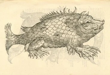 Illustration of Monstrosus Sur marinus from Aldrovandi