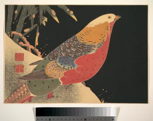 Golden Pheasant in the Snow, c.1900
