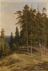 The Pine Forest