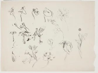 Flower Sketches