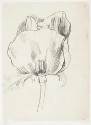 Poppy