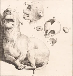 A deformed puppy