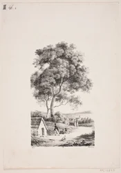 Walking on a Road, Tall Trees to the Left