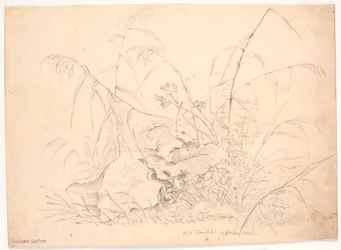 Plant Study. Reeds and Docks