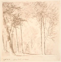 Forest Scene