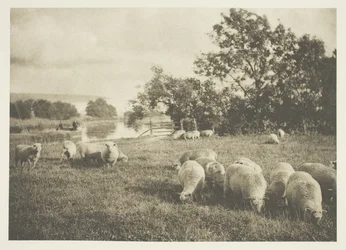 A Study of Sheep