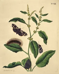 Butterflies, Caterpillars and Plants: Plate VIII