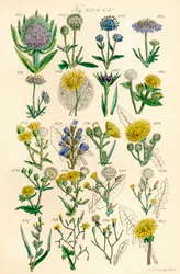 Page of colour illustrations from British Wild Flowers after a work by J. E. Sowerby and C. P. Johnson