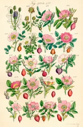 Page of Colour Illustrations from British Wild Flowers (after a work by J. E. Sowerby and C. P. Johnson)