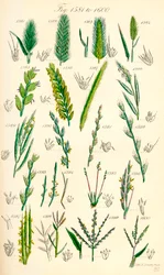Page of Colour Illustrations from British Wild Flowers (after a work by J. E. Sowerby and C. P. Johnson)