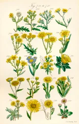 Page of Colour Illustrations from British Wild Flowers (after a work by J. E. Sowerby and C. P. Johnson)
