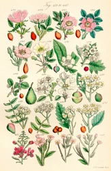 Page of Colour Illustrations from British Wild Flowers (after a work by J. E. Sowerby and C. P. Johnson)