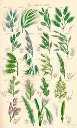 Page of Colour Illustrations from British Wild Flowers