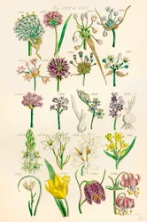 Page of Colour Illustrations from British Wild Flowers