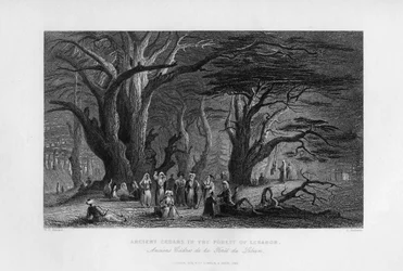 Ancient Cedars in the Forest of Lebanon, 1841