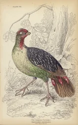 The Sanguine Patridge