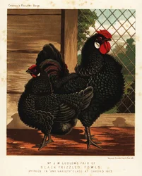 Black frizzled fowl, cock and hen