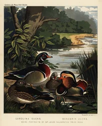 Carolina ducks, Aix sponsa, and Mandarin ducks, Aix galericulata